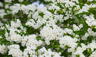 Beyaz küçük çiçekleri ve dalında yeşil yaprakları olan çiçek açan dikenli bir ağaç..