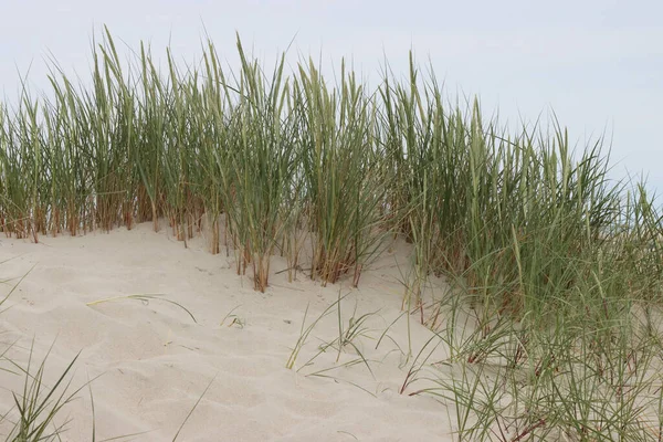 Αμμόλοφος Γρασίδι Στη Βαλτική Θάλασσα — Φωτογραφία Αρχείου