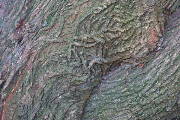 Struttura Della Struttura Della Corteccia Vecchio Albero — Foto Stock