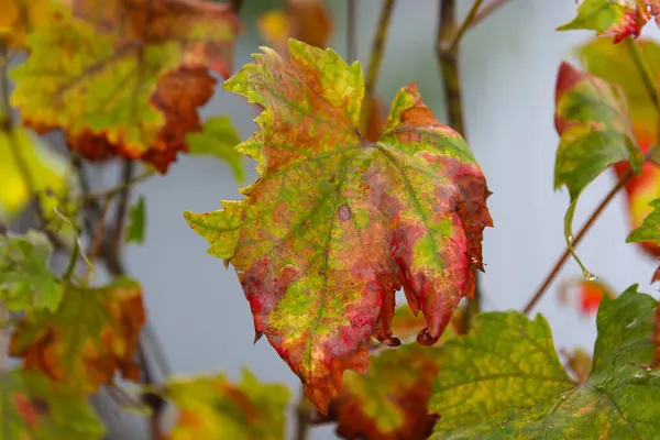 Hojas Secas Uva Finales Otoño — Foto de Stock