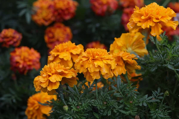 Narancs Marigold Virágok Lombozat Közelsége — Stock Fotó