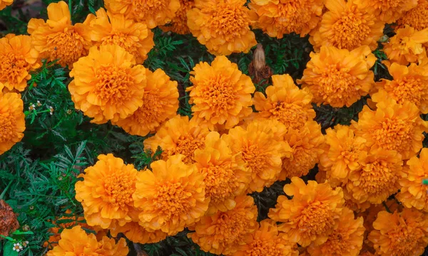 Narancs Marigold Virágok Lombozat Közelsége — Stock Fotó