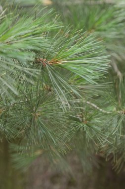 Sibirya çamı dalları ve yaprakları. sebze arkaplanı.