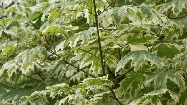 装饰枫树枝叶的花序背景 — 图库照片