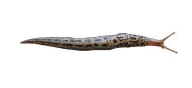 Gastropodlar izole edilmiş beyaz arkaplandalar..