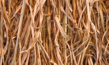 Sarımsak bitkisinin kuru sapları ve yaprakları..