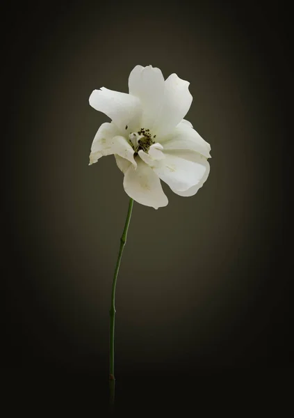 Rosa Blanca Sobre Fondo Oscuro Aislado —  Fotos de Stock