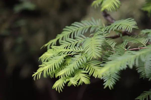 Koyu arkaplanda yeşil yapraklı Sequoia ağacı dalı.