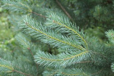 Ormandaki yemyeşil bir çam ağacının dalı..