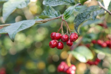 Baloncuklu kotonatör, çalılıklarda kırmızı olgun meyveler.