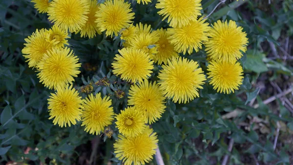 5月には森の中に黄色いタンポポの花が咲く — ストック写真