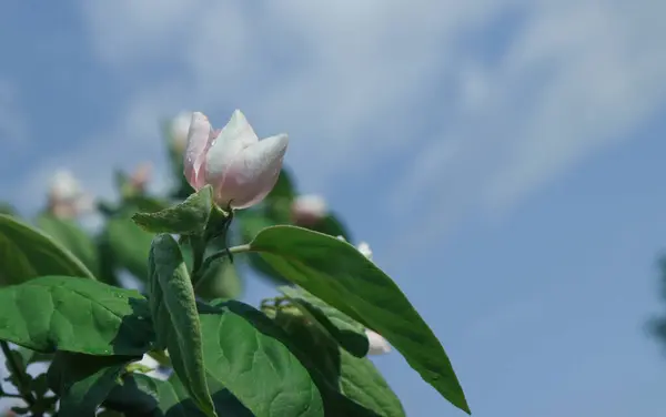 Floração Marmeleiro Primavera Pomar — Fotografia de Stock