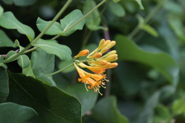 Çiçekli sarı hanımeli çalısı. Lonicera japonica, Japon hanımeli ve altın ve gümüş hanımeli olarak bilinir. 