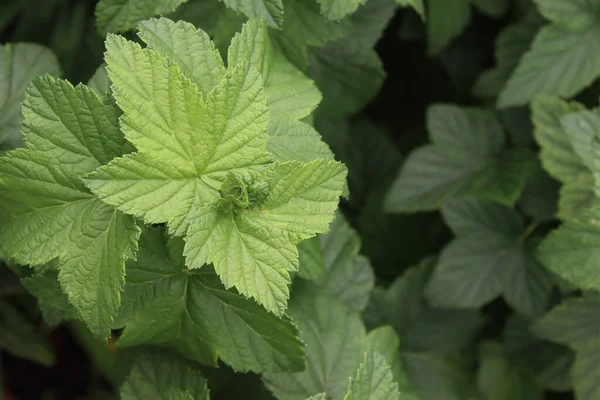 Hojas Verdes Jóvenes Las Ramas Arbusto Grosella —  Fotos de Stock