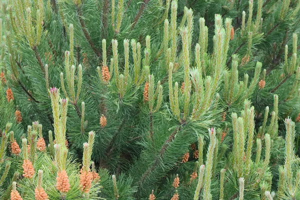 Fioritura Crescita Germogli Giovani Abete Rosso — Foto Stock