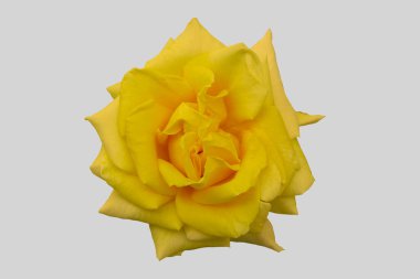İzole edilmiş gri arkaplanda sarı bir gül.. 