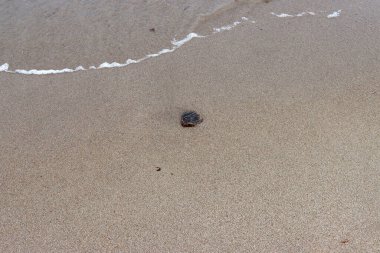 Dalgalar alçaldığında deniz kumlarında taş. 