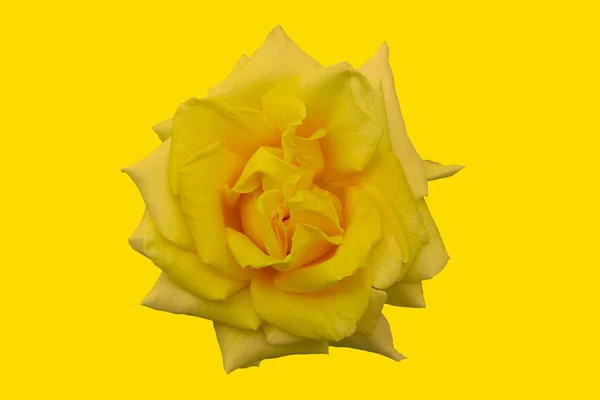 Rosa Amarilla Sobre Fondo Amarillo Aislado —  Fotos de Stock