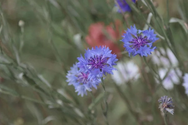 Blooming Field Flower Blue Cornflower — Stock Photo, Image