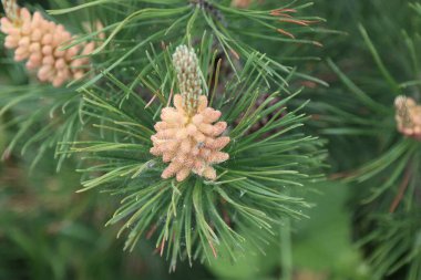 Çiçek açan ve büyüyen çam ağacının genç filizleri. 