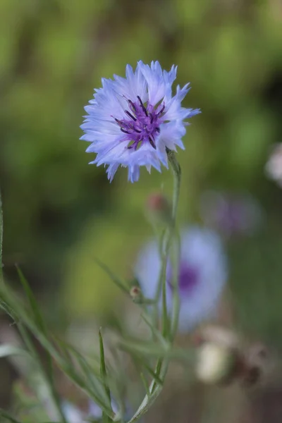 Blooming Field Flower Blue Cornflower — Stock Photo, Image