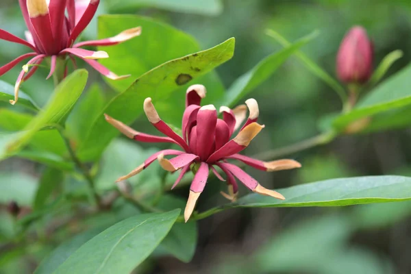 Blooming Purple Calicantha Flower Garden — Foto de Stock