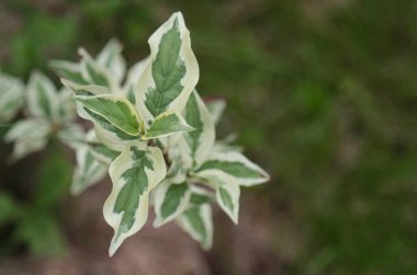 Ağaç, erkek köpek ağacı, beyaz ve yeşil yapraklı dal. 