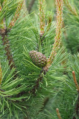 Çiçek açan ve büyüyen çam ağacının genç filizleri. 