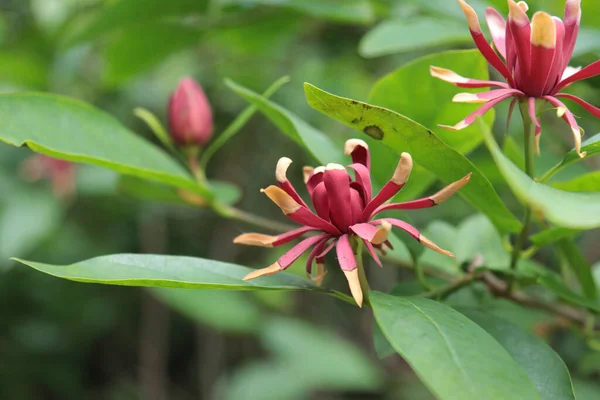 Blooming Purple Calicantha Flower Garden — Foto de Stock