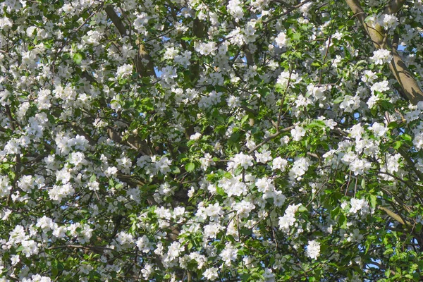 Blommande Äppelträd Våren Trädgården — Stockfoto