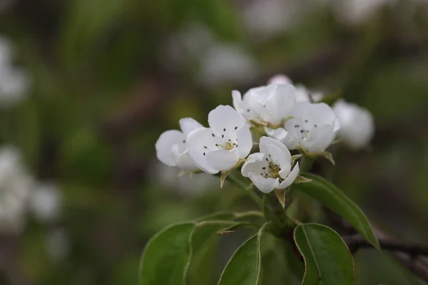 Blommande Päronträd Våren Trädgården — Stockfoto