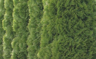 Thuja ağaçları arka arkaya büyüyor. 