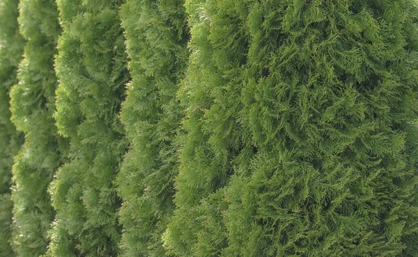 Thuja Arbres Poussant Dans Une Rangée Feuilles Fond — Photo