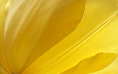 Sarı lale baharda açıldı, sarı bitkisel arka plan. 