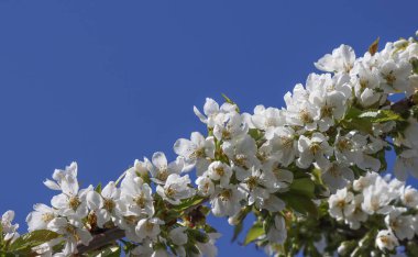 Bahçede baharda açan kiraz ağacı. 