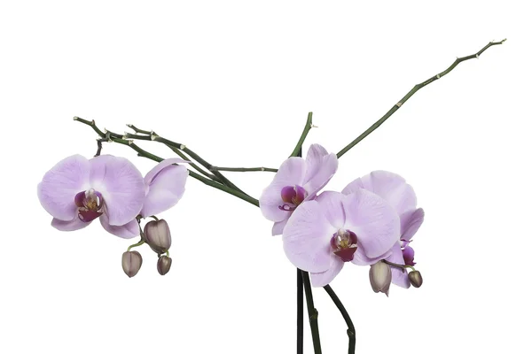 Fiori fiore di orchidea rosa su ramo — Foto Stock