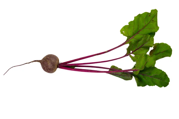 Kleines Gemüse mit langen Spitzen auf weißem — Stockfoto