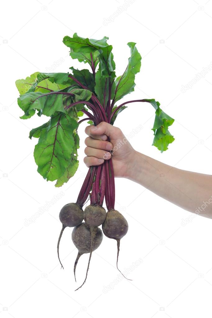 in hand beets with green tops