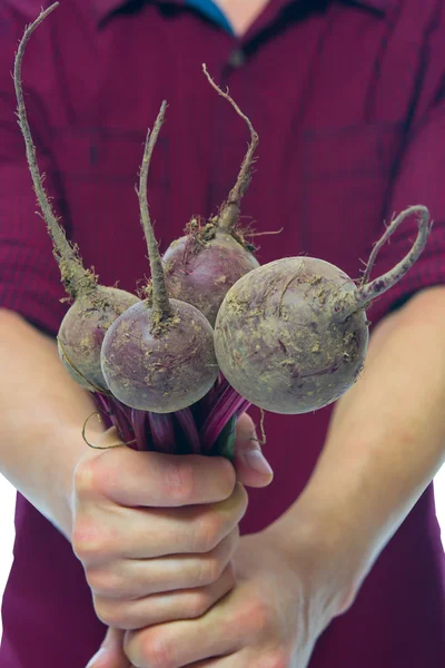 Sheaf of ripe beet farmer's hands — Stock Photo, Image