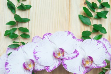 Orkide cins bir ahşap tahta yeşil dallar ile arka plan