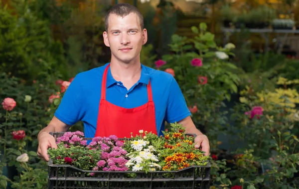 Box with beautiful flowers for planting in the hands of — Stock Photo, Image