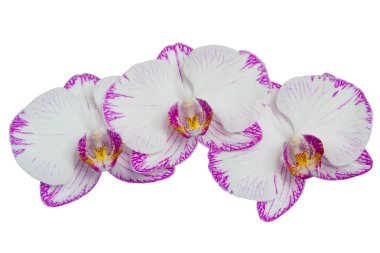 üç büyük beyaz bir arka plan üzerinde çiçek orkide dostum