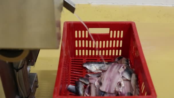 Станок для резки рыбы — стоковое видео
