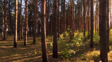 Çam ormanı içinde gün batımında atış Panoramic