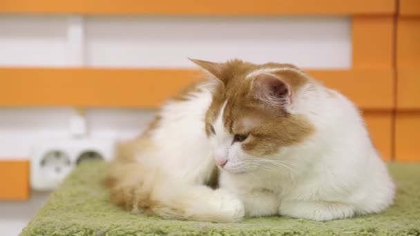 Gatto bianco e rosso poggia su un cuscino e va a dormire — Video Stock