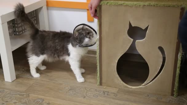 Cat with injury is being educated at scratching post — Stock Video