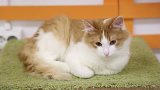 Gatto bianco e rosso poggia su un cuscino e va a dormire — Video Stock