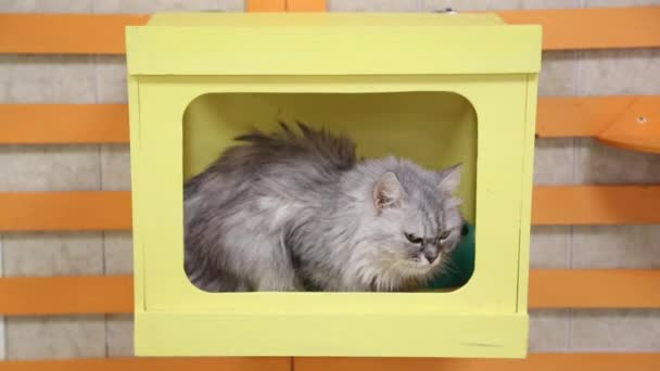 Home gatto grigio si trova sulla mensola a muro — Video Stock