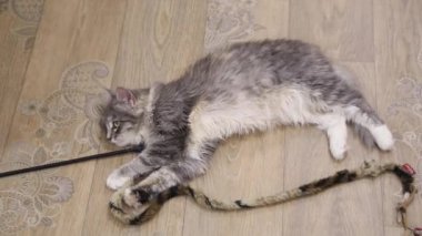 Gri kedi yerde yatıyor.