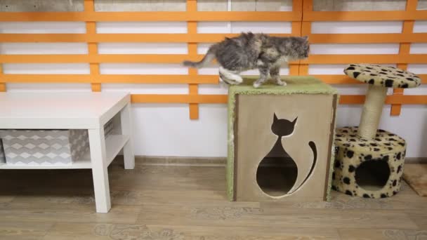 Gray cat jumps on the scratching post — Stock Video